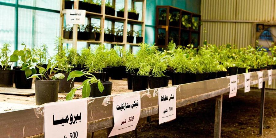 اشتراطات جديدة لأبنية المشاتل... والقرار يدخل حيز التنفيذ