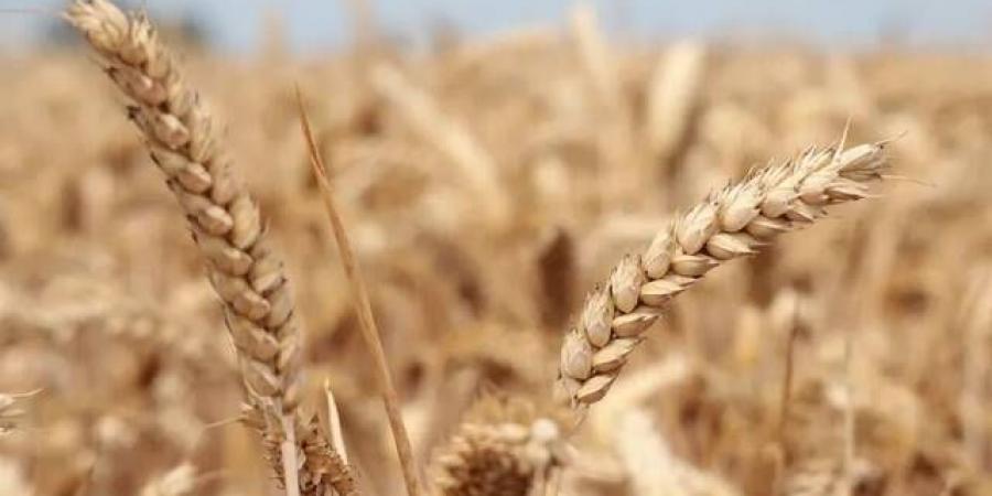 هبوط أسعار زيت الصويا والحبوب لأدنى مستوى بشهرين